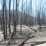 Forest_fire_aftermath_sm Forest_fire_aftermath_sm