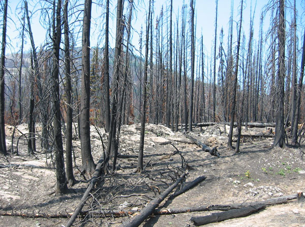 Forest_fire_aftermath_sm