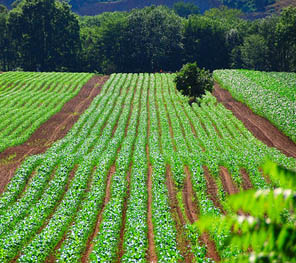 green_farming_ontario