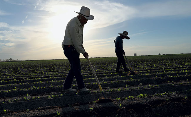 migrant-fieldworkers