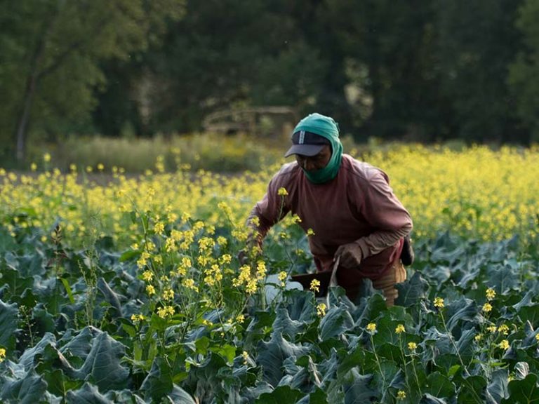 MigrantWorker-BroccoliFarm800x600