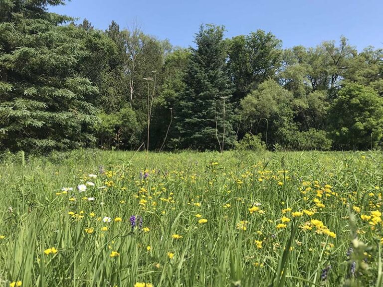 Rouge Valley Urban Park