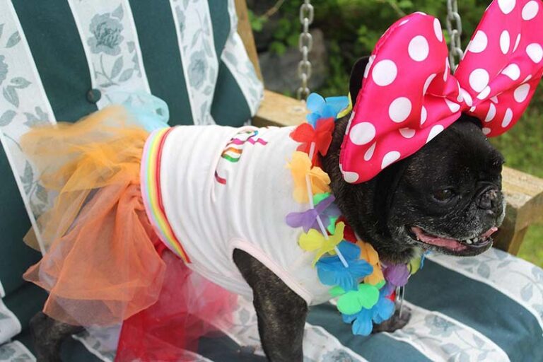 Trent Hills Pride Pet Parade