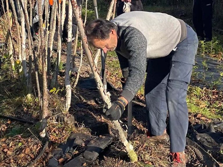 A volunteer digs up a tree in Prequ'ile Provincial Park. Photo courtesy of Friends of Prequ'ile Park Facebook.