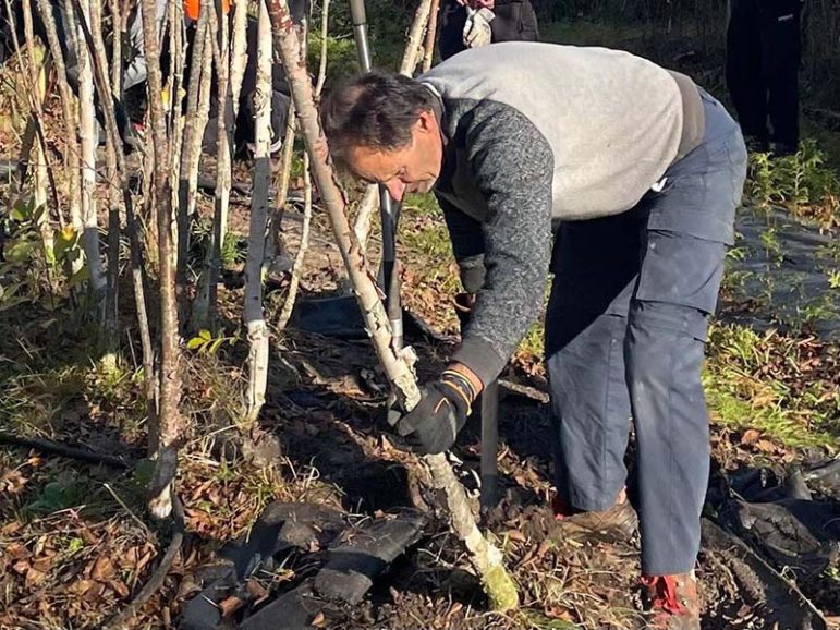A volunteer digs up a tree in Prequ'ile Provincial Park. Photo courtesy of Friends of Prequ'ile Park Facebook.