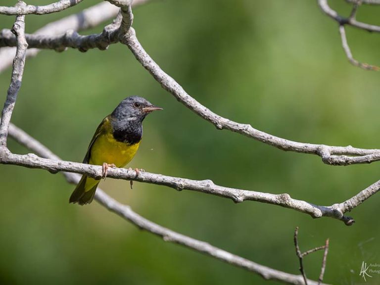Mourning Warbler, Northumberland Forest. June 2025 While doing surveys for the Ontario Breeding Bird atlas I came across this agitated Mourning Warbler. Usually a skulky species, I was pleased to get such great views. Photo by Andrea Kingsley, via Facebook.