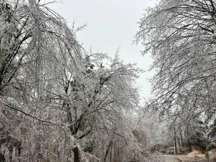 Image of ice storm damage near Ste. Anne's Spa. Courtesy of Jim Corcoran.