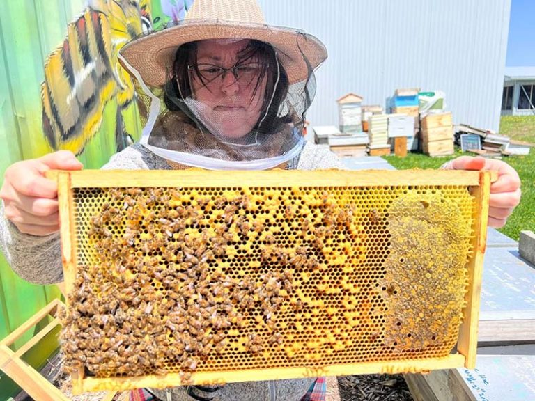 Dana Pitrillo inspects some honeycomb. Photo courtesy of Northumberland Jr. Beekeepers Facebook.