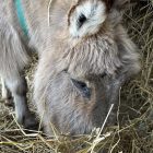 Andrew the Donkey turns 50. Photo by Dan Jones, CFWN, LJI