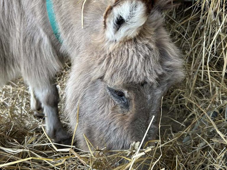 Andrew the Donkey turns 50. Photo by Dan Jones, CFWN, LJI
