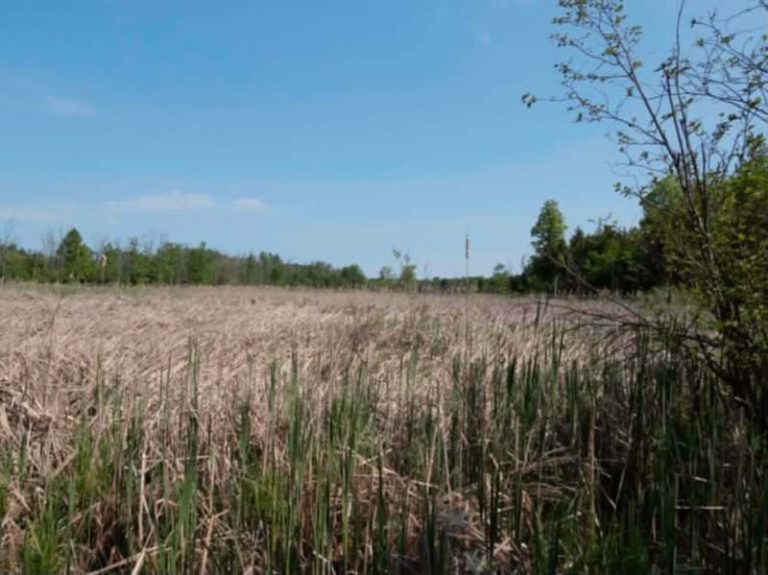 Hillside Nature Reserve